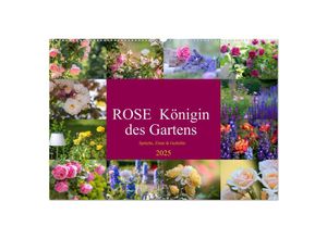 9783383961854 - Rose Königin des Gartens (Wandkalender 2025 DIN A2 quer) CALVENDO Monatskalender