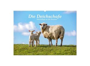 9783383965784 - Die Deichschafe Deichpflege an der Nordsee (Wandkalender 2025 DIN A2 quer) CALVENDO Monatskalender