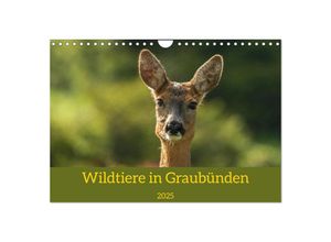 9783383967504 - Wildtiere in Graubünden (Wandkalender 2025 DIN A4 quer) CALVENDO Monatskalender