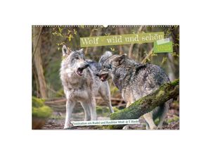 9783383972348 - Wolf - wild und schön (Wandkalender 2025 DIN A2 quer) CALVENDO Monatskalender