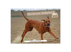 9783383974526 - Rhodesian Ridgeback - Ausdrucksstarke Gesichter (Wandkalender 2025 DIN A3 quer) CALVENDO Monatskalender