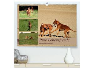 9783383976162 - Rhodesian Ridgeback Pure Lebensfreude (hochwertiger Premium Wandkalender 2025 DIN A2 quer) Kunstdruck in Hochglanz