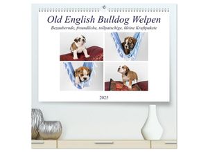 9783383979866 - Old English Bulldog Welpen (hochwertiger Premium Wandkalender 2025 DIN A2 quer) Kunstdruck in Hochglanz