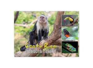 9783383980190 - Costa Rica - Tropische Tierwelt (Wandkalender 2025 DIN A2 quer) CALVENDO Monatskalender