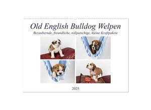 9783383983399 - Old English Bulldog Welpen (Wandkalender 2025 DIN A2 quer) CALVENDO Monatskalender