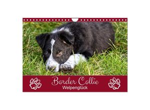 9783383987373 - Border Collie - Welpenglück (Wandkalender 2025 DIN A4 quer) CALVENDO Monatskalender