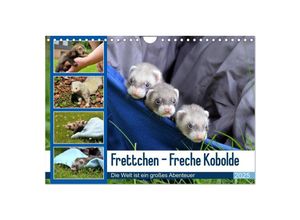 9783383988431 - Frettchen - Freche Kobolde (Wandkalender 2025 DIN A4 quer) CALVENDO Monatskalender