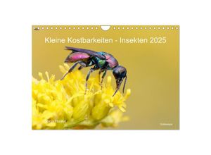 9783383993312 - Kleine Kostbarkeiten Insekten (Wandkalender 2025 DIN A4 quer) CALVENDO Monatskalender