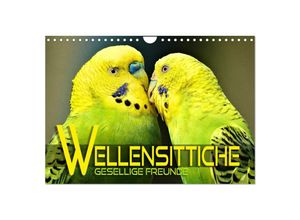 9783383993398 - Wellensittiche - gesellige Freunde (Wandkalender 2025 DIN A4 quer) CALVENDO Monatskalender