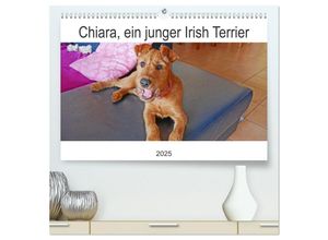 9783383997310 - Chiara ein junger Irish Terrier (hochwertiger Premium Wandkalender 2025 DIN A2 quer) Kunstdruck in Hochglanz