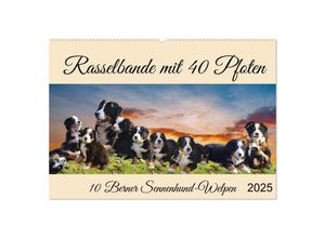 9783383997952 - Rasselbande mit 40 Pfoten (Wandkalender 2025 DIN A2 quer) CALVENDO Monatskalender