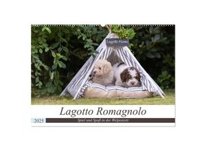 9783383999529 - Lagotto Romagnolo - Spiel und Spaß in der Welpenzeit (Wandkalender 2025 DIN A2 quer) CALVENDO Monatskalender