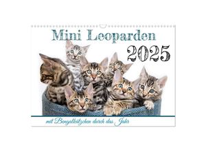9783435002467 - Mini Leoparden - mit Bengalkätzchen durch das Jahr (Wandkalender 2025 DIN A3 quer) CALVENDO Monatskalender