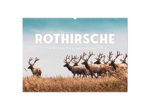 9783435002719 - Rothirsche - Die imposanten Könige der Wälder (Wandkalender 2025 DIN A2 quer) CALVENDO Monatskalender