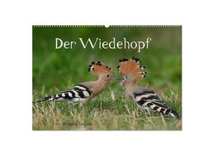 9783435002917 - Der Wiedehopf (Wandkalender 2025 DIN A2 quer) CALVENDO Monatskalender