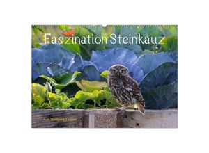 9783435003686 - Faszination Steinkauz (Wandkalender 2025 DIN A2 quer) CALVENDO Monatskalender