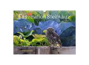 9783435003952 - Faszination Steinkauz (Wandkalender 2025 DIN A3 quer) CALVENDO Monatskalender