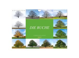 9783435012299 - Die Buche Jahresplaner 2025 (Wandkalender 2025 DIN A4 quer) CALVENDO Monatskalender