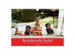 9783435014125 - Bezaubernde Dackel (Wandkalender 2025 DIN A4 quer) CALVENDO Monatskalender