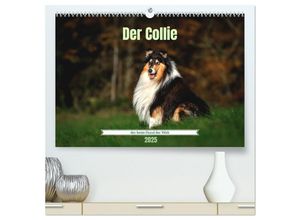 9783435015788 - Der Collie der beste Hund der Welt (hochwertiger Premium Wandkalender 2025 DIN A2 quer) Kunstdruck in Hochglanz