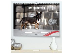 9783435016419 - Der Bullterrier der beste Hund der Welt (hochwertiger Premium Wandkalender 2025 DIN A2 quer) Kunstdruck in Hochglanz