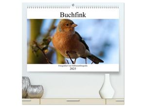 9783435022342 - Buchfink - Fotografiert von Ostfriesenfotografie (hochwertiger Premium Wandkalender 2025 DIN A2 quer) Kunstdruck in Hochglanz