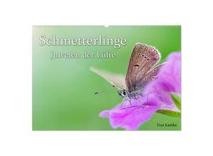 9783435022625 - Schmetterlinge - Juwelen der Lüfte (Wandkalender 2025 DIN A2 quer) CALVENDO Monatskalender