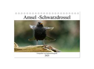 9783435022748 - Amsel - Schwarzdrossel fotografiert von Ostfriesenfotografie (Tischkalender 2025 DIN A5 quer) CALVENDO Monatskalender