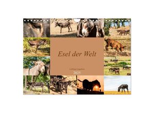 9783435024551 - Esel der Welt - Lieblings Langohren (Wandkalender 2025 DIN A4 quer) CALVENDO Monatskalender