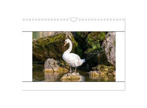 9783435024667 - Vögel am Wasser entdecken (Wandkalender 2025 DIN A4 quer) CALVENDO Monatskalender