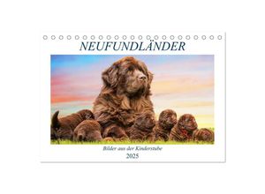 9783435024728 - Neufundländer - Bilder aus der Kinderstube (Tischkalender 2025 DIN A5 quer) CALVENDO Monatskalender