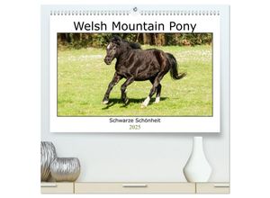 9783435025633 - Welsh Mountain Pony - Schwarze Schönheit (hochwertiger Premium Wandkalender 2025 DIN A2 quer) Kunstdruck in Hochglanz