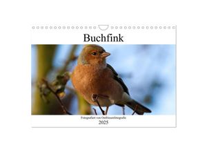 9783435026760 - Buchfink - Fotografiert von Ostfriesenfotografie (Wandkalender 2025 DIN A4 quer) CALVENDO Monatskalender