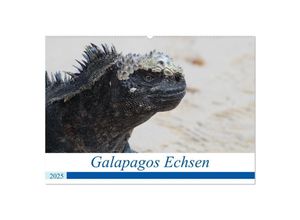 9783435027293 - Galapagos Echsen (Wandkalender 2025 DIN A2 quer) CALVENDO Monatskalender