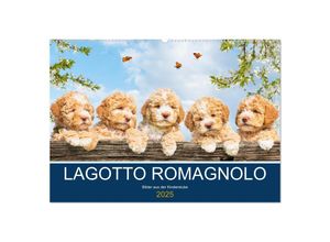 9783435027972 - Lagotto Romagnolo - Bilder aus der Kinderstube (Wandkalender 2025 DIN A2 quer) CALVENDO Monatskalender