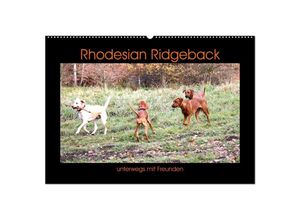 9783435028429 - Rhodesian Ridgeback unterwegs mit Freunden (Wandkalender 2025 DIN A2 quer) CALVENDO Monatskalender