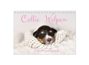 9783435029174 - Collie Welpen einfach zuckersüß (Tischkalender 2025 DIN A5 quer) CALVENDO Monatskalender