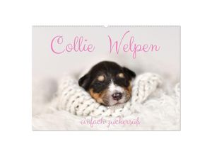 9783435029594 - Collie Welpen einfach zuckersüß (Wandkalender 2025 DIN A2 quer) CALVENDO Monatskalender