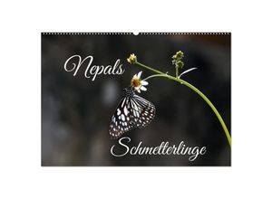 9783435030194 - Nepals Schmetterlinge (Wandkalender 2025 DIN A2 quer) CALVENDO Monatskalender