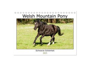 9783435030262 - Welsh Mountain Pony - Schwarze Schönheit (Tischkalender 2025 DIN A5 quer) CALVENDO Monatskalender