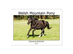 9783435030668 - Welsh Mountain Pony - Schwarze Schönheit (Wandkalender 2025 DIN A2 quer) CALVENDO Monatskalender