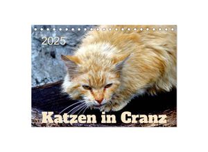 9783435030828 - Katzen in Cranz (Tischkalender 2025 DIN A5 quer) CALVENDO Monatskalender