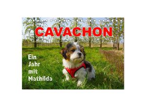 9783435031177 - Ein Jahr mit Mathilda CAVACHON (Tischkalender 2025 DIN A5 quer) CALVENDO Monatskalender