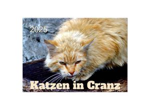 9783435031214 - Katzen in Cranz (Wandkalender 2025 DIN A2 quer) CALVENDO Monatskalender