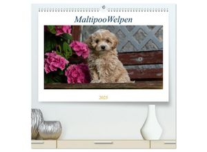 9783435031238 - Maltipoo Welpen (hochwertiger Premium Wandkalender 2025 DIN A2 quer) Kunstdruck in Hochglanz