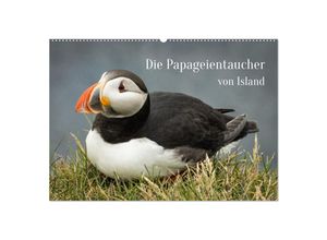 9783435032334 - Die Papageientaucher von Island (Wandkalender 2025 DIN A2 quer) CALVENDO Monatskalender