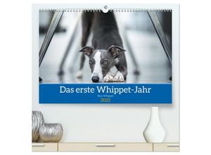 9783435032983 - Das erste Whippet-Jahr (hochwertiger Premium Wandkalender 2025 DIN A2 quer) Kunstdruck in Hochglanz