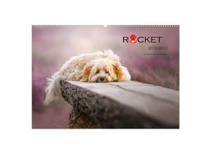 9783435033515 - Rocket der Havaneser (Wandkalender 2025 DIN A2 quer) CALVENDO Monatskalender