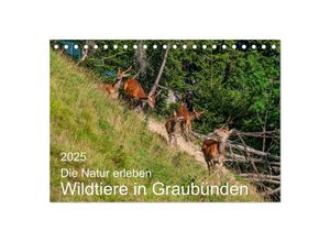 9783435036691 - Die Natur erleben - Wildtiere in Graubünden (Tischkalender 2025 DIN A5 quer) CALVENDO Monatskalender