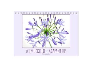 9783435036745 - Schmucklilie - Agapanthus (Tischkalender 2025 DIN A5 quer) CALVENDO Monatskalender